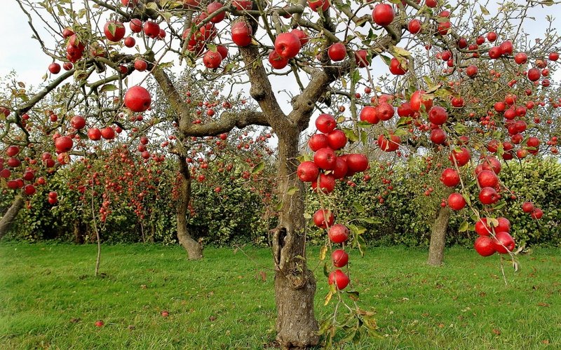 Optimized-fruits apples fruit trees_www.wallpaperhi.com_15